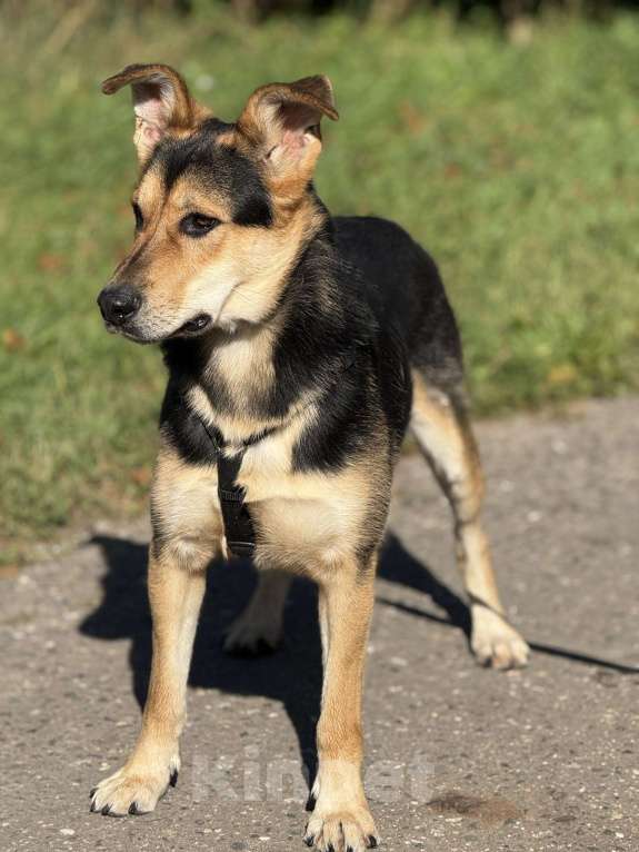 Собаки в Москве: Харди ушастый овчар Мальчик, Бесплатно - фото 8