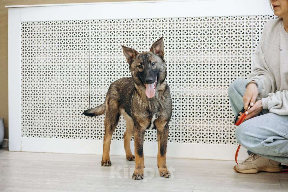 Собаки в Москве: Щенок метис бельгийкой овчарки Девочка, Бесплатно - фото 3