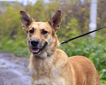 Собаки в Балашихе: Золотая семейная Оливия 3,5г из приюта Девочка, Бесплатно - фото 2
