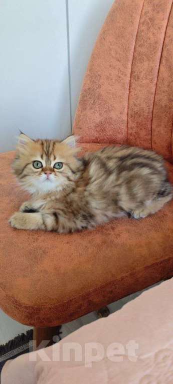 Кошки в других городах Крыма: Шотландские котята.Продажа в разведение или в любимцы Девочка, Бесплатно - фото 2