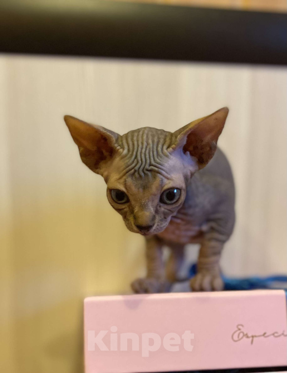 Кошки в Москве: Мистическая кошечка канадского сфинкса Девочка, 50 000 руб. - фото 1
