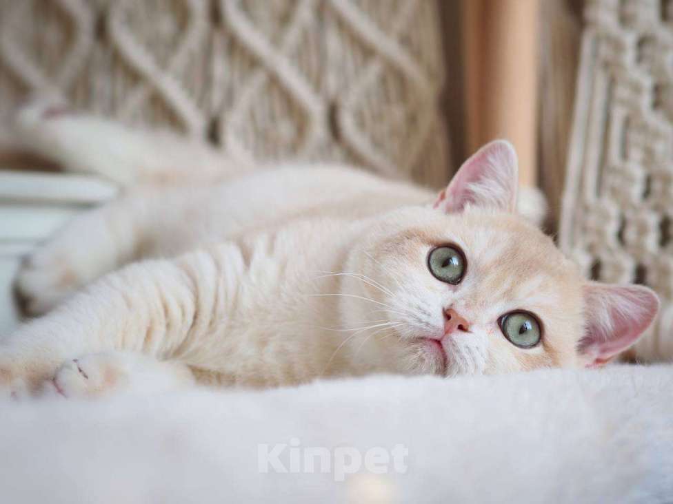 Кошки в Москве: Британский котенок Раф Мальчик, 150 000 руб. - фото 6