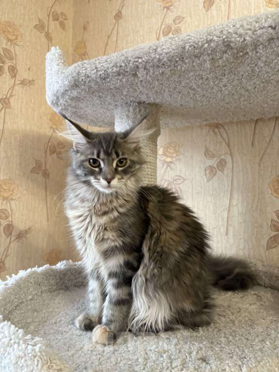 Кошки в Челябинске: Кошечка мейн-кун Девочка, 6 000 руб. - фото 1