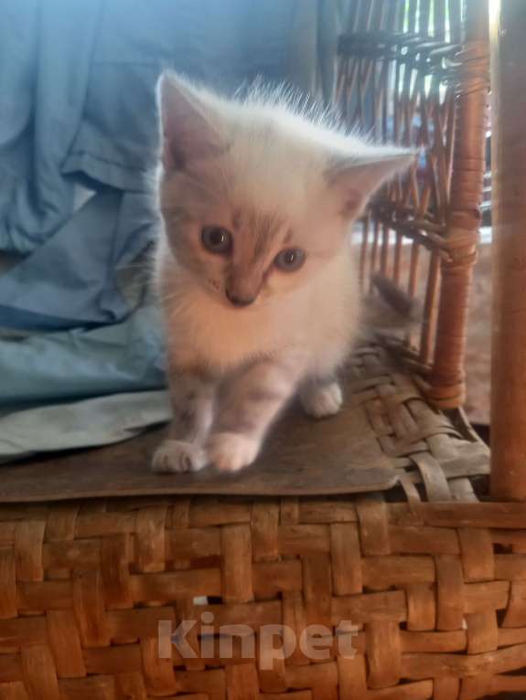 Кошки в других городах Московской области: Ищу хозяина Девочка, Бесплатно - фото 3