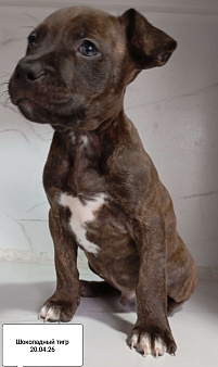 Америкакнский питбультерьер . Мальчик.