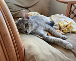 Кошки в Омске: Котенок в добрые руки Девочка, Бесплатно - фото 1