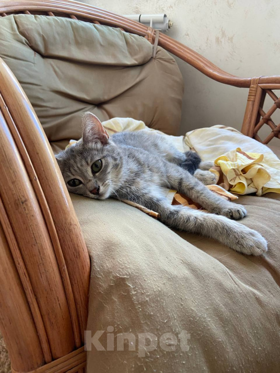 Кошки в Омске: Котенок в добрые руки Девочка, Бесплатно - фото 1