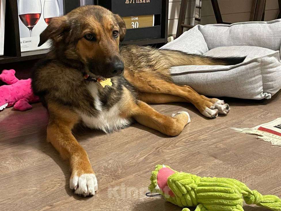 Собаки в Москве: Фиби - собака мечты Девочка, Бесплатно - фото 6