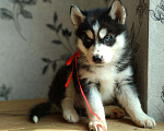 Собаки в Челябинске: Супер девочка Девочка, 7 000 руб. - фото 1
