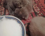 Кошки в Дивногорске: Готовы к продаже котята Шотландской породы, 1 500 руб. - фото 10