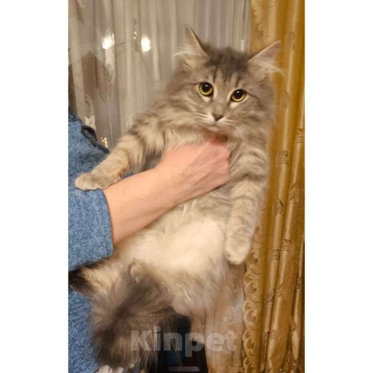 Кошки в Казани: Котенок сибирский Мальчик, Бесплатно - фото 1