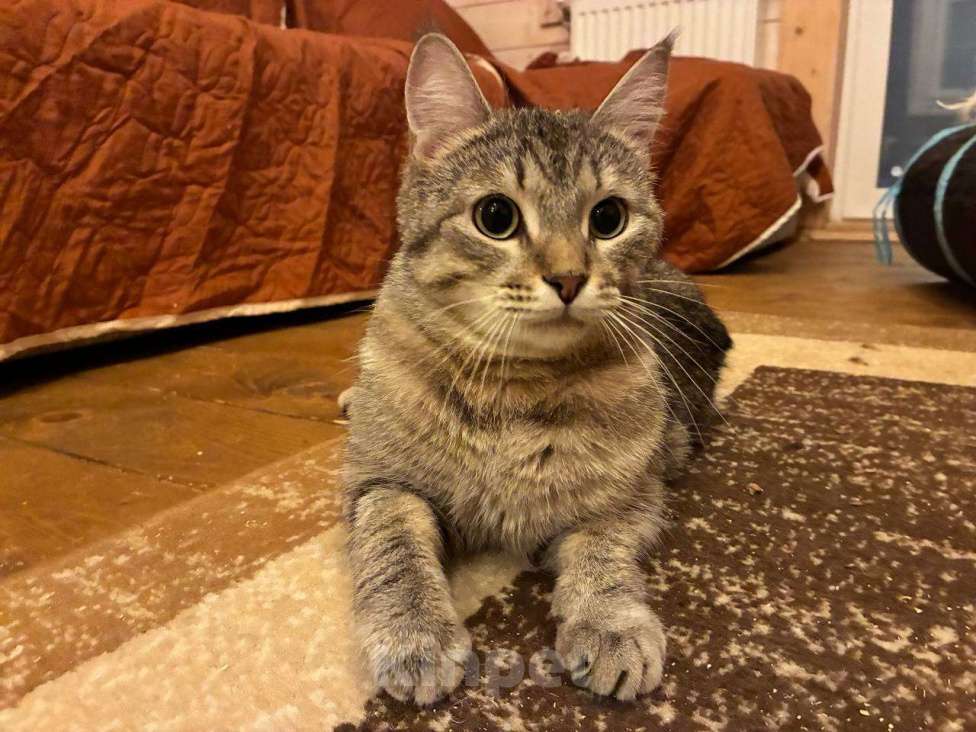 Кошки в Балашихе: Воробушек Мальчик, Бесплатно - фото 2