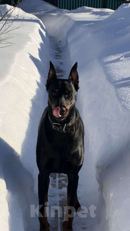Собаки в других городах Московской области: Смоки ищет семью! Мальчик, Бесплатно - фото 4