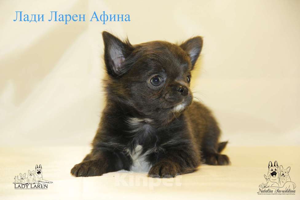 Собаки в Москве: Щенки чихуахуа  Мальчик, Бесплатно - фото 2