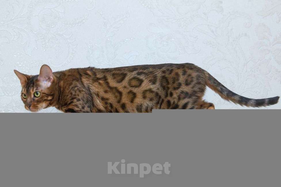 Кошки в Москве: Бенгальская кошка в добрые руки Девочка, Бесплатно - фото 3