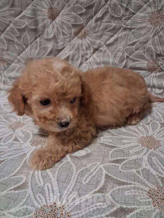 Собаки в Шахте: Кавапу, щенки Девочка, 40 000 руб. - фото 3