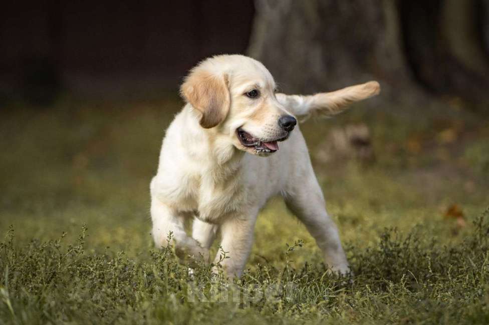 Собаки в Мытищах: Золотистый ретривер, щенок Мальчик, 60 000 руб. - фото 4