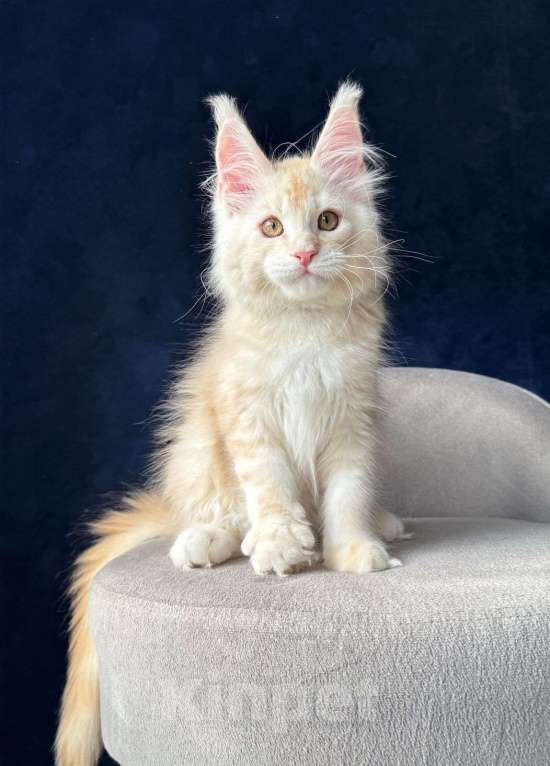 Кошки в Санкт-Петербурге: Красный серебряный мальчик Мальчик, 50 000 руб. - фото 3