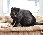 Кошки в Москве: Черный молодой ласковый котик Мальчик, Бесплатно - фото 2