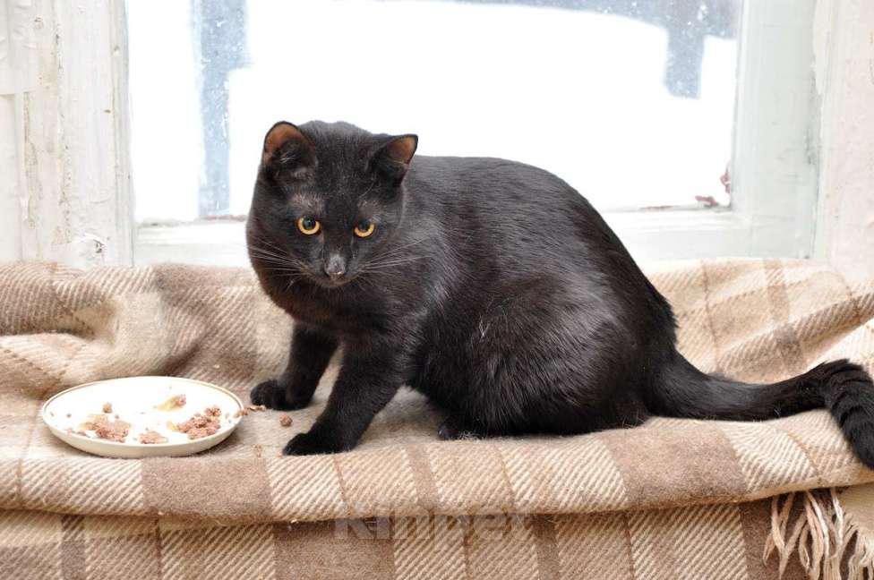 Кошки в Москве: Черный молодой ласковый котик Мальчик, Бесплатно - фото 2