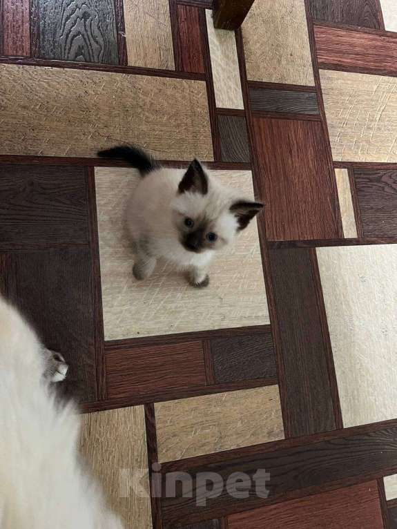 Кошки в Воронеже: Отдам в добрые руки котенка  Девочка, Бесплатно - фото 1