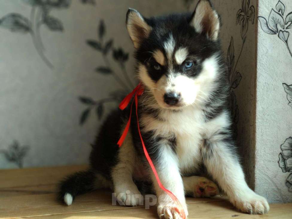 Собаки в Челябинске: Супер девочка Девочка, 7 000 руб. - фото 1