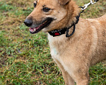 Собаки в Москве: Рыжее чудо Родион Мальчик, Бесплатно - фото 6