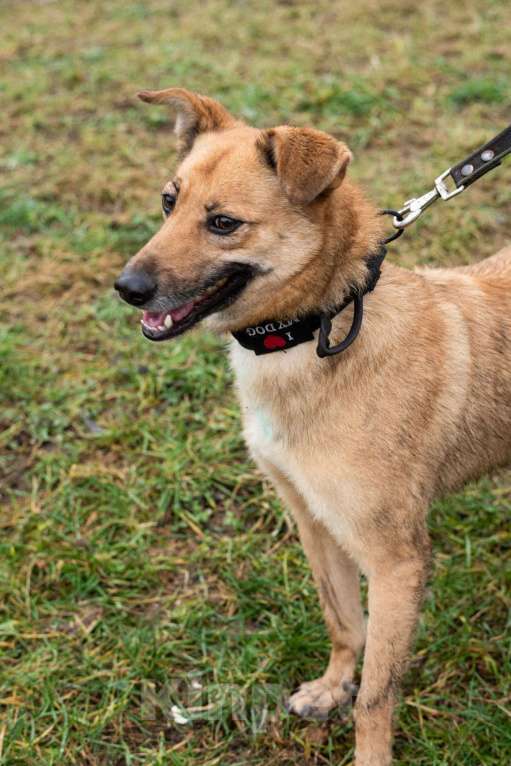 Собаки в Москве: Рыжее чудо Родион Мальчик, Бесплатно - фото 6