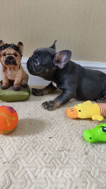 Собаки в Белореченске: Французский бульдог Мальчик, Бесплатно - фото 10