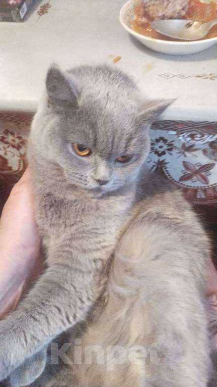 Кошки в Мурманске: Пропала кошка Девочка, 5 000 руб. - фото 2