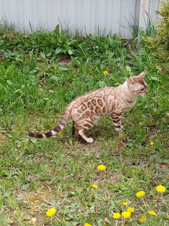 Кошки в Москве: Бенгальский кот Мальчик, Бесплатно - фото 2