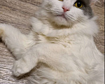 Кошки в Кстово: Потерялась кошка в Кстовском районе, Зелецино Девочка, 1 000 руб. - фото 2