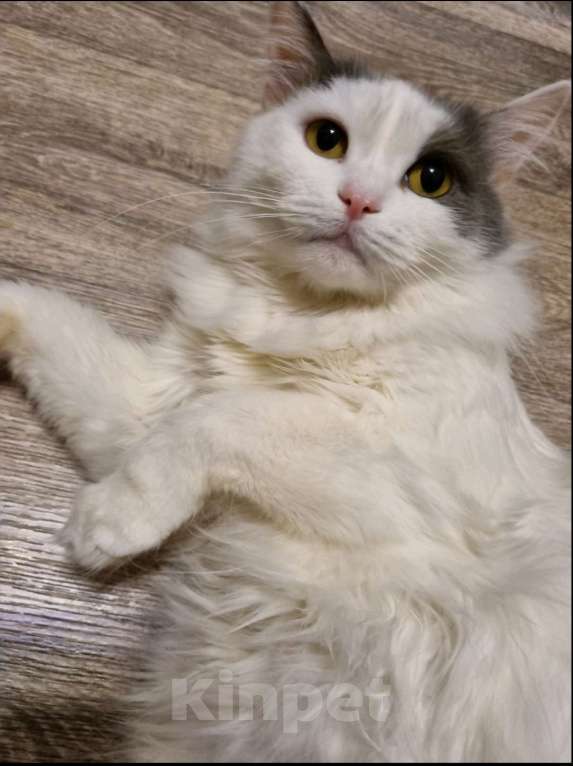 Кошки в Кстово: Потерялась кошка в Кстовском районе, Зелецино Девочка, 1 000 руб. - фото 2