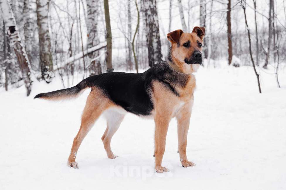 Собаки в Москве: Вайгар Мальчик, Бесплатно - фото 5