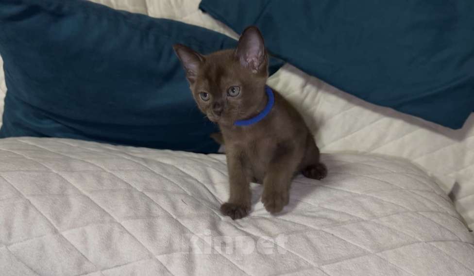 Кошки в Москве: Буми соболь Мальчик, 35 000 руб. - фото 3