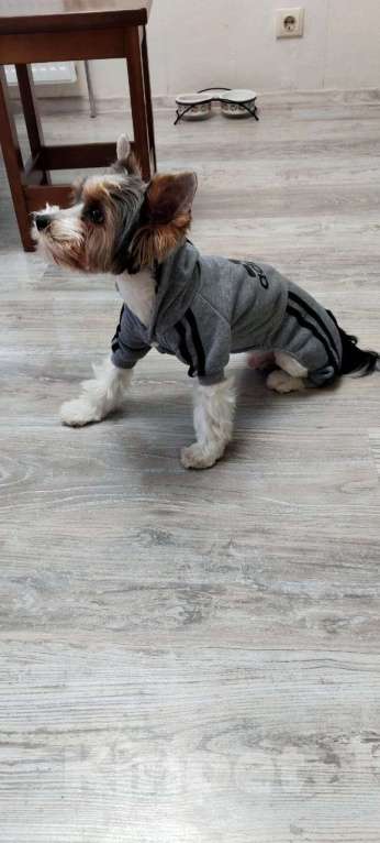 Собаки в Кашире: Тима ищет добрых и верных друзей Мальчик, 35 000 руб. - фото 1