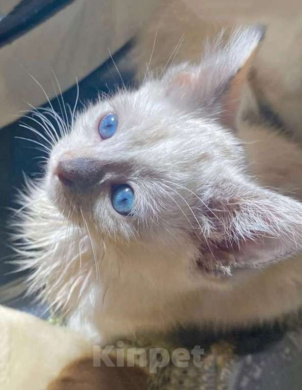 Кошки в Москве: Бесподобные крохи-котята ищут дом Мальчик, Бесплатно - фото 7