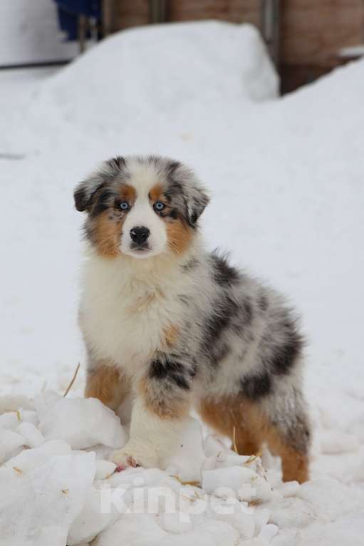 Собаки в других городах Владимирской области: щенок австралийской овчарки Девочка, 120 000 руб. - фото 2