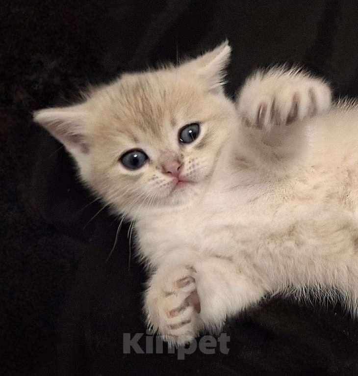 Кошки в Москве: Шотланская кошечка "голубое золото" Девочка, 37 000 руб. - фото 6