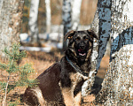 Собаки в других городах Московской области: Собаки щенки немецкой овчарки рабочего разведения Девочка, 80 000 руб. - фото 2