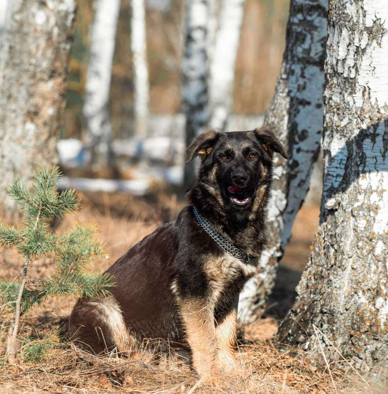 Собаки в других городах Московской области: Собаки щенки немецкой овчарки рабочего разведения Девочка, 80 000 руб. - фото 2