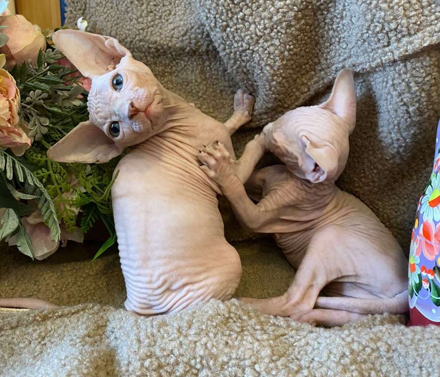 Кошки в Москве: Топовая кошечка канадского сфинкса Девочка, 35 000 руб. - фото 1