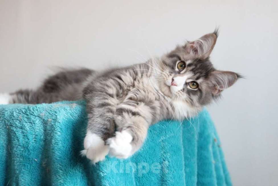 Кошки в Екатеринбурге: Котенок мейнкун из питомника РИЧКУН Мальчик, 40 000 руб. - фото 4