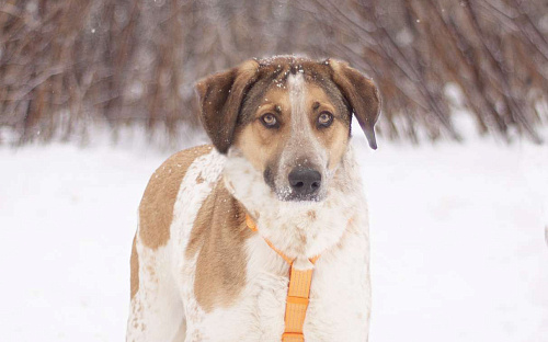 Очень красивый Дэнни в поисках дома