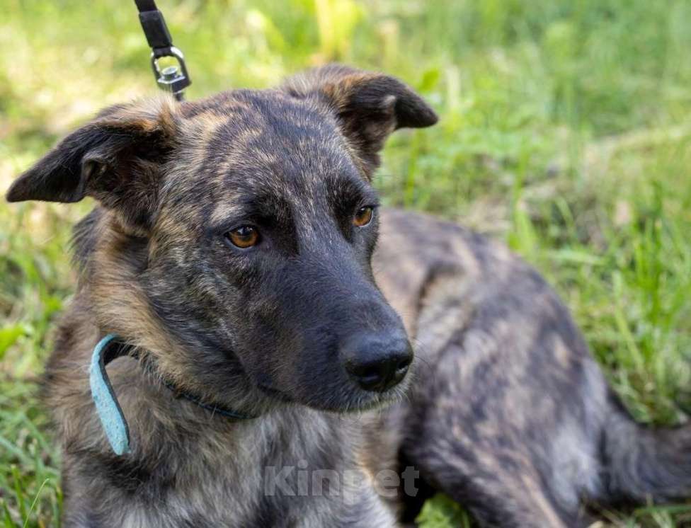 Собаки в Долгопрудном: Тигроша ищет дом Мальчик, Бесплатно - фото 5