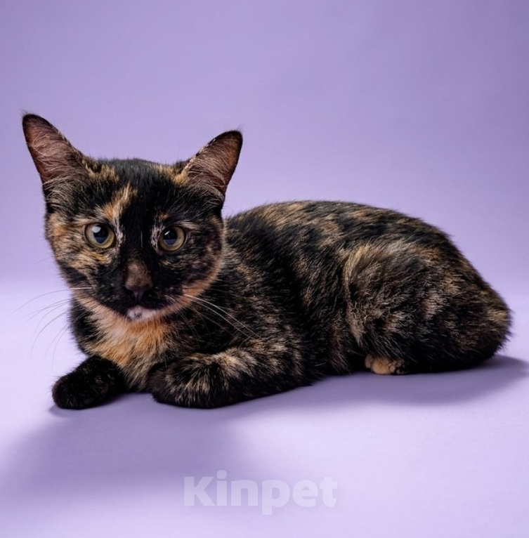 Кошки в Москве: Котенок Тайра ищет дом Девочка, Бесплатно - фото 3