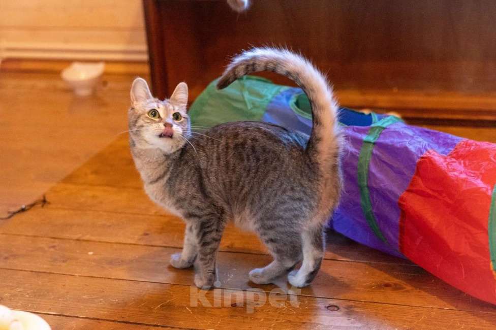 Кошки в Москве: Лапочка ищет дом! Девочка, Бесплатно - фото 7