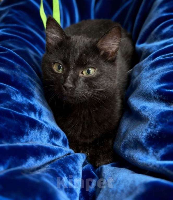Кошки в Москве: Чёрный котёнок в добрые руки Мальчик, Бесплатно - фото 4