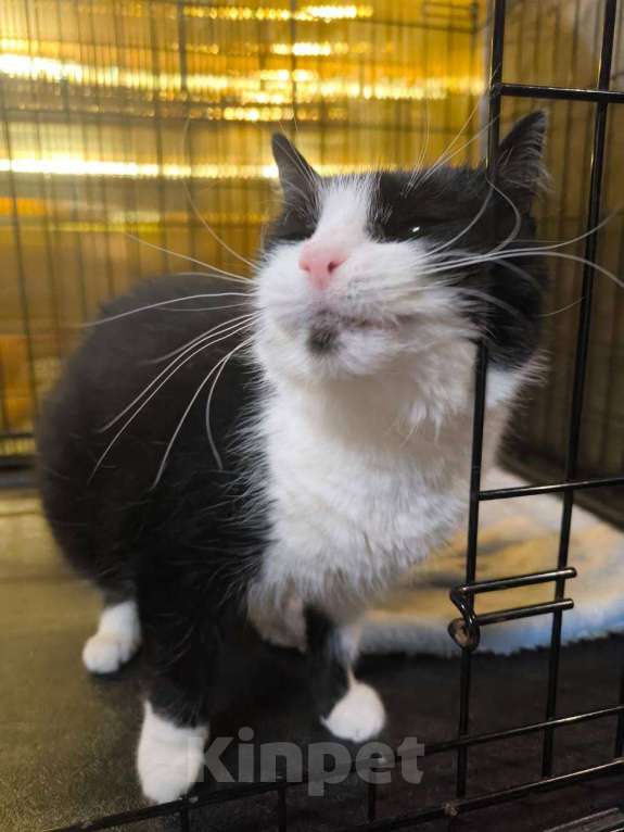 Кошки в Москве: Для кого-то очередная маркиза Девочка, Бесплатно - фото 3