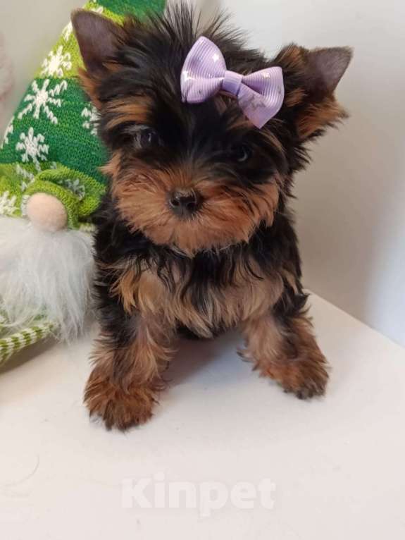 Собаки в других городах Московской области: Крошка Эля Девочка, 95 000 руб. - фото 1